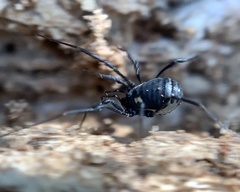 Nemastoma bimaculatum