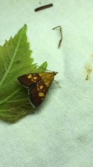 Pyrausta falcatalis