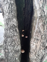 Fungi