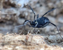 Nemastoma bimaculatum