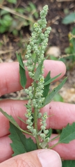 Chenopodium