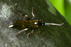 Ichneumon feriens