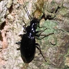 Limodromus assimilis