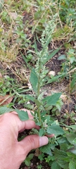 Chenopodium