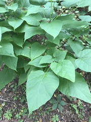 Catalpa speciosa
