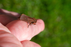 Phragmatobia fuliginosa