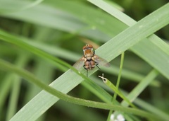 Gymnoclytia
