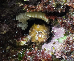Stramonita haemastoma