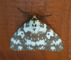 Lymantria atemeles