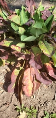 Anemopsis californica