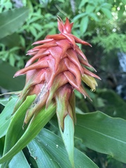 Costus comosus