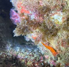 Serpula vermicularis