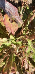 Anemopsis californica