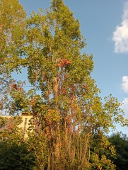 Populus nigra