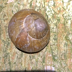 Helix pomatia