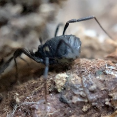 Nemastoma bimaculatum