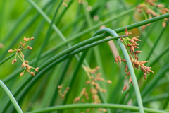 Schoenoplectus tabernaemontani