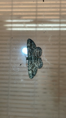 Anavitrinella pampinaria