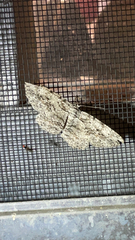 Anavitrinella pampinaria