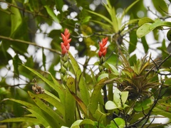 Guzmania monostachia