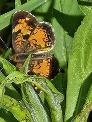 Phyciodes