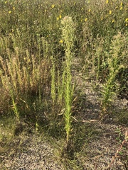Erigeron canadensis