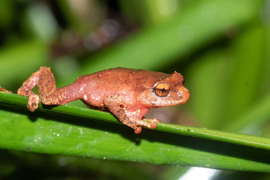Dink Frog