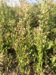 Erigeron canadensis