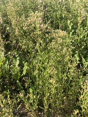 Erigeron canadensis