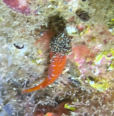 Tripterygion melanurus