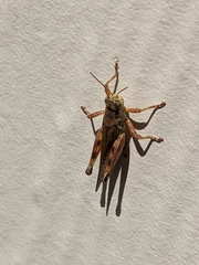 Acrididae