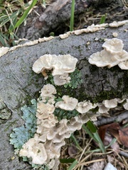 Trametes pubescens
