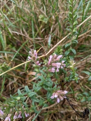 Odontites vulgaris
