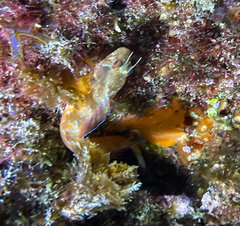 Parablennius incognitus
