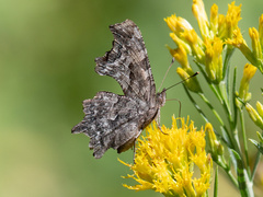 Polygonia faunus