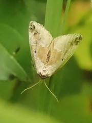 Maliattha synochitis