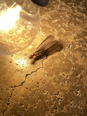 Zootermopsis nevadensis