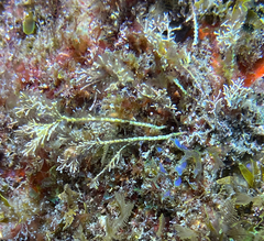 Corallina officinalis