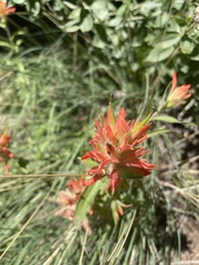 Castilleja miniata miniata