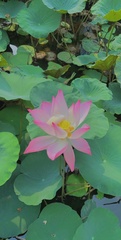 Nelumbo nucifera