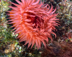 Actinia mediterranea