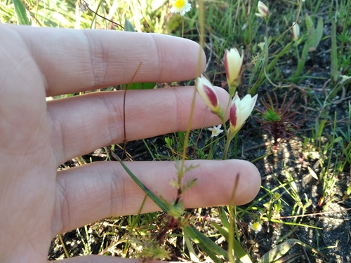 Geissorhiza imbricata