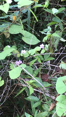Ipomoea triloba