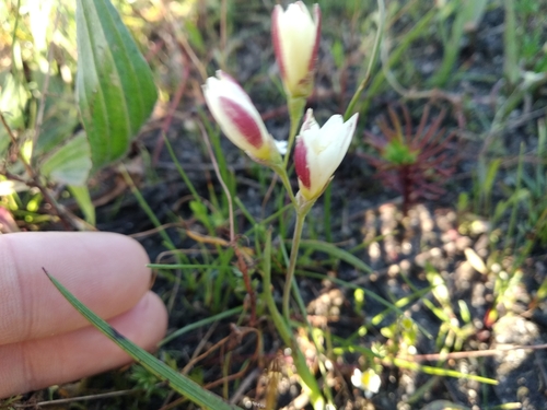Image of Geissorhiza imbricata by (c) De Waal Hugo, some rights reserved (CC BY)