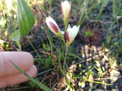 Iridaceae