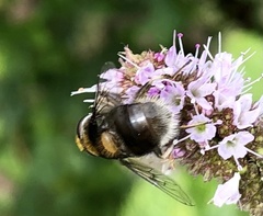 Eristalis intricaria