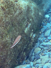 Serranus cabrilla
