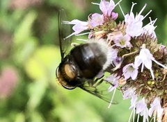 Eristalis intricaria