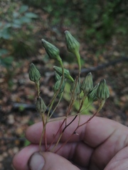 Hieracium robustum