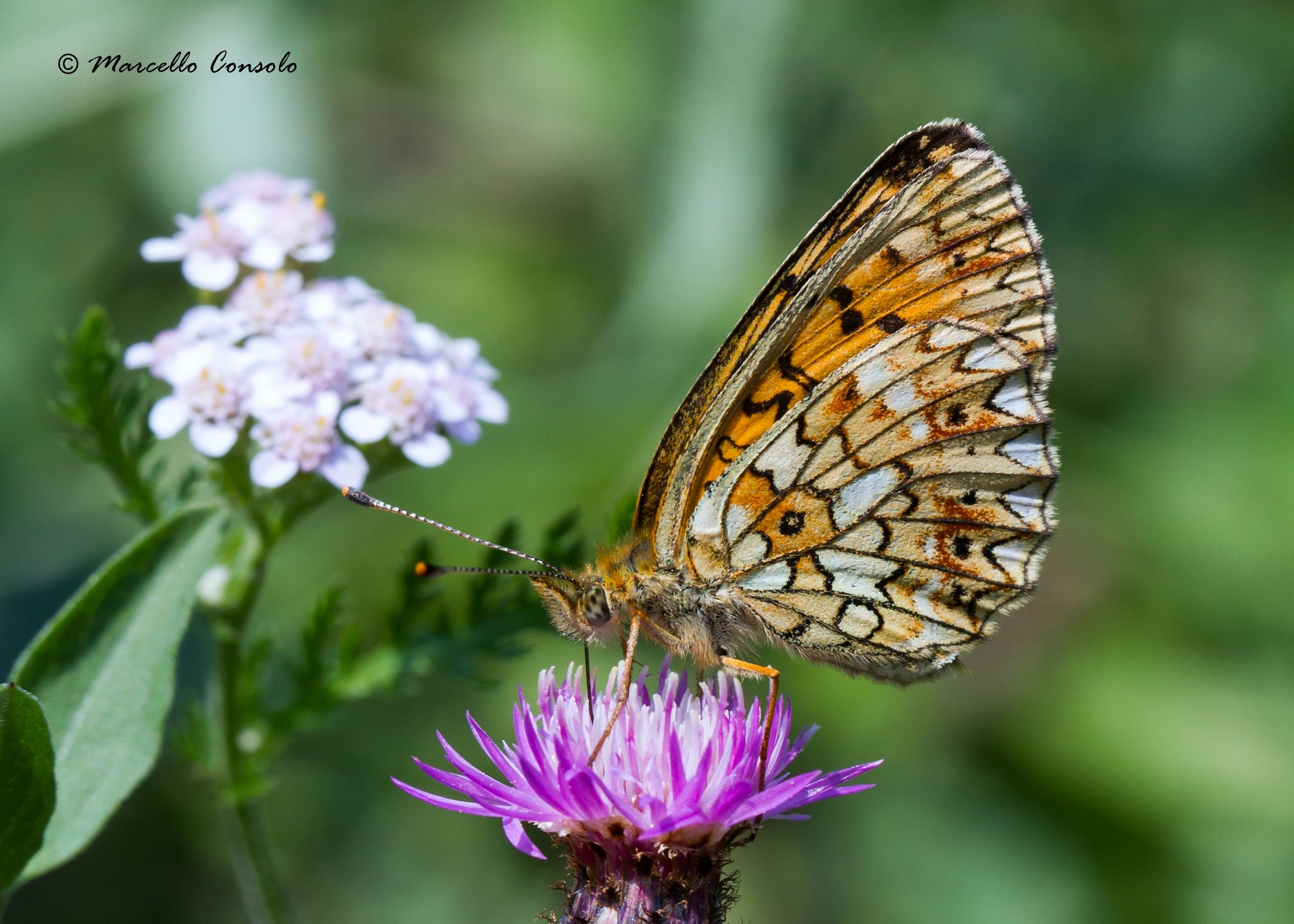 Eurasian Silver-bordered Fritillary (Boloria selene) · iNaturalist